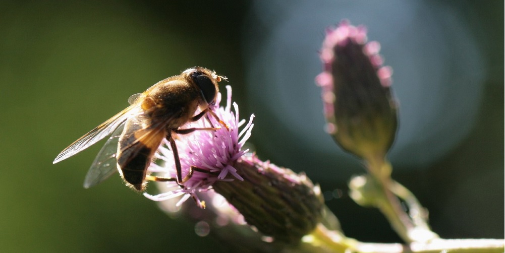 Biodiversiteit Nijkerk duurzame natuur balans ecosysteem