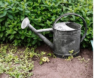Gratis advies Regenwateradviseurs gieter regenwater opvangen tuin