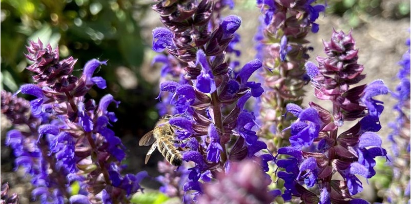 Webinar biodiversiteit Nijkerk
