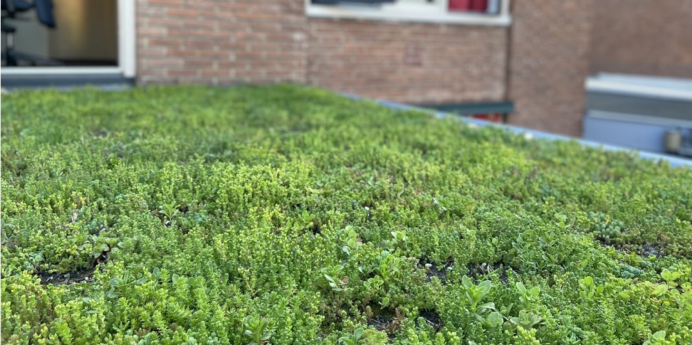 Subsidie groen dak weer vanaf 2022 aanvragen klimaatadaptatie Nijkerk