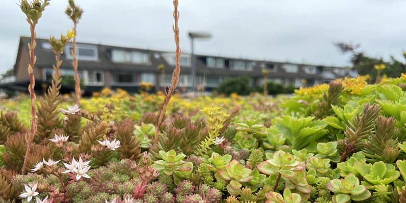 Isolatie door groen dak duurzaam sedum voorkomen wateroverlast