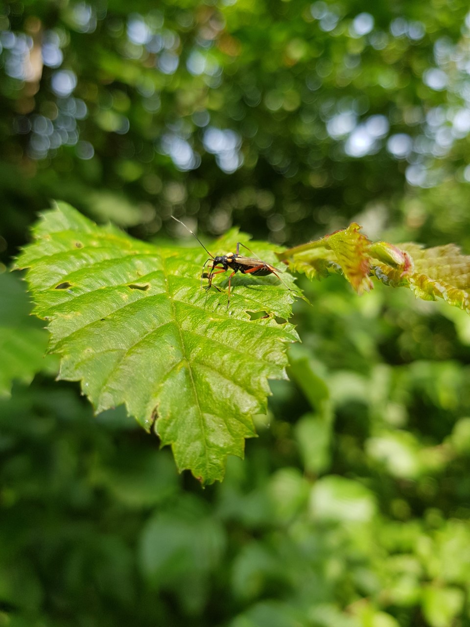 Duurzame Nijkerker SIlvy groene tuin insect struweelhaag 2