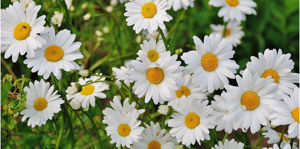 Klimaatkamer margrieten gratis plant opening Wheemplein nijkerk