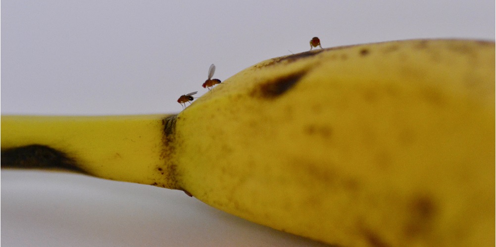 fruitvlieg fruitvliegjes voorkomen gft afval