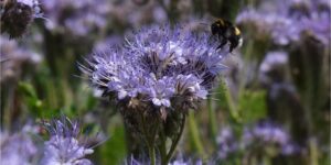 Gratis bloemzaad Klimaatkamer Phacelia tanacetifolia bloemzaadjes