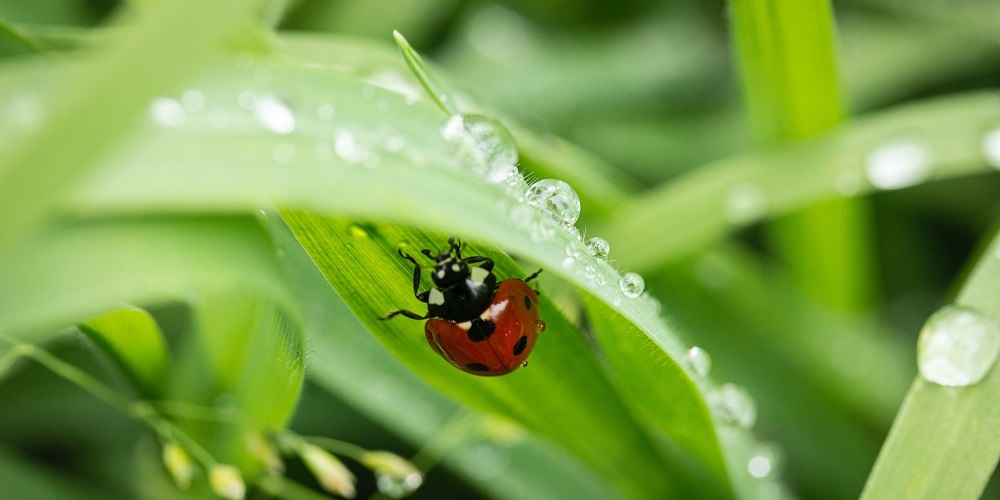 Regenwateradviseurs water groene tuin insect klimaatadaptatie