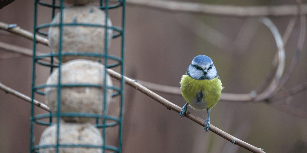 Gratis actie vetbollen biodiversiteit Klimaatkamer actie Duurzaam Nijkerk