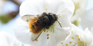 biodiversiteit project Nijkerk buitengebied