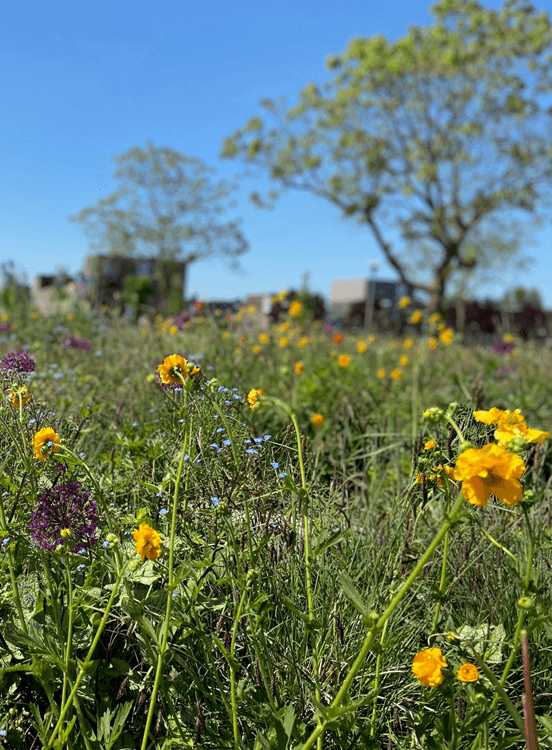 Groen Bloemenpracht plein de Bogen Nijkerk