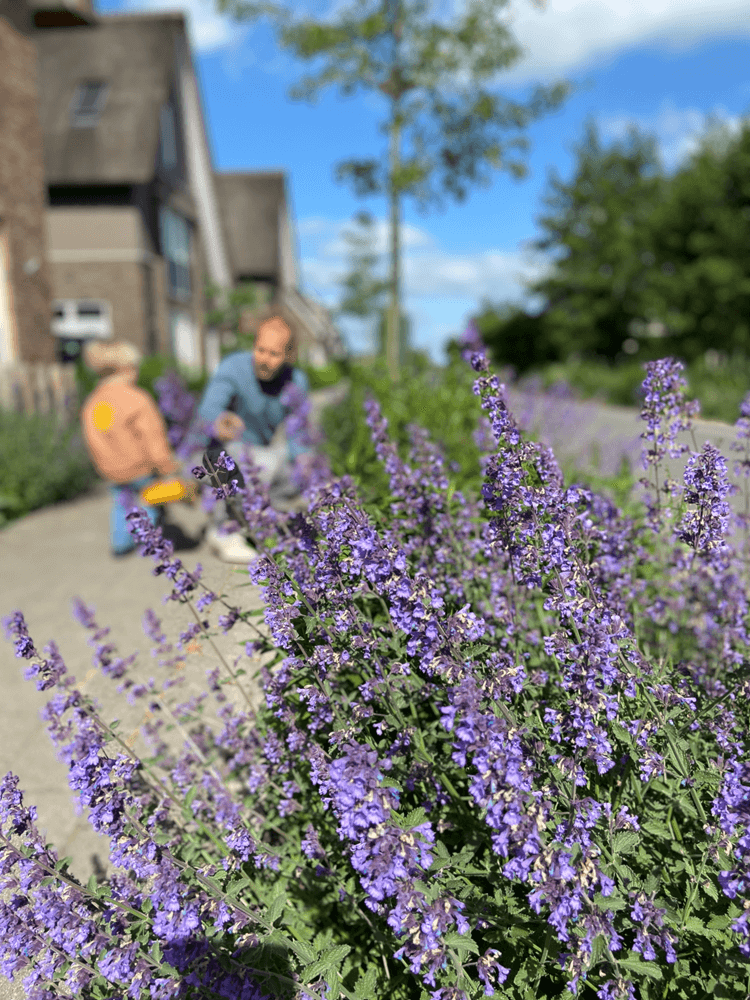 Allard Teunissen groene berm straat Stimuleringsregeling
