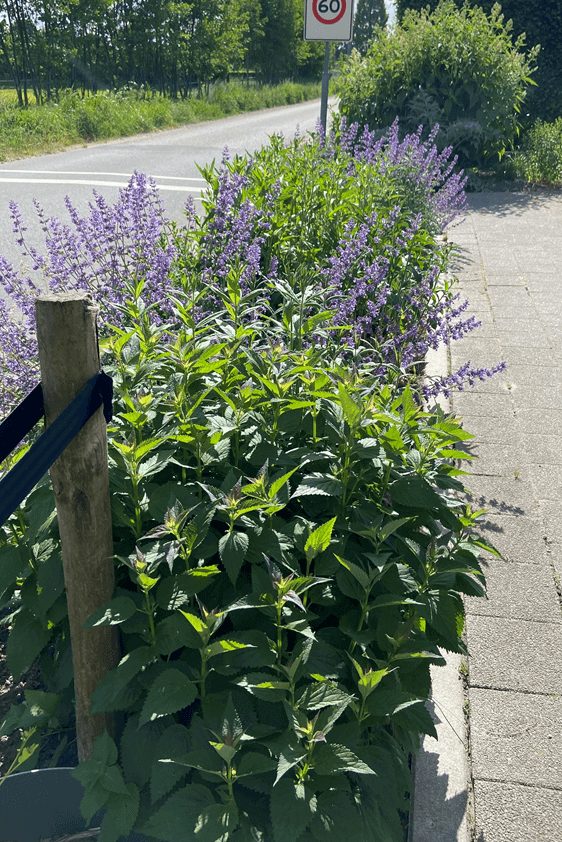Berm Allard gemeente Nijkerk Stimuleringsregeling Nijkerkerveen