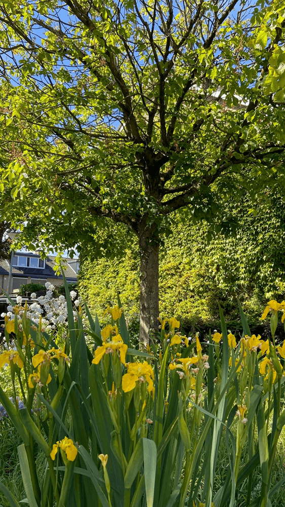 Plantsoentje in Paasbos