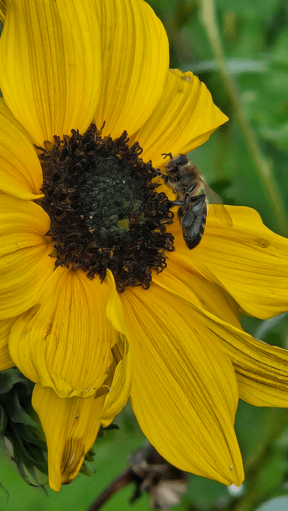 Akkerranden - bloem bij insect