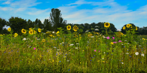 Bloemrijke akkerranden in Nijkerk