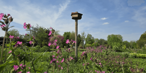 Bijentellers gezocht in Nijkerk - bijenhotel diversiteit