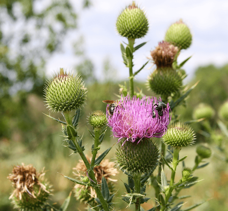 Bermen maaien Nijkerk biodiversiteit distel