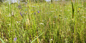 Biodiversiteit maaien berm Nijkerk