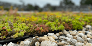 Groendak sedum groen dak duurzaam