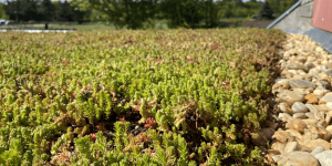 sedum groen dak klimaatkamer actie Harco Hoveniers