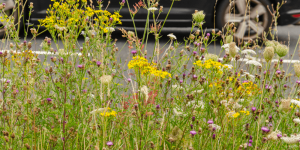 berm bloemen maaien Nijkerk biodiversiteit